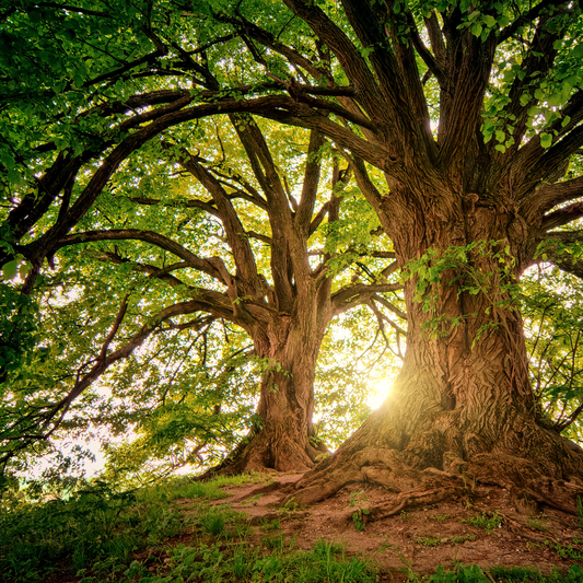 What Does "Torah" Mean?